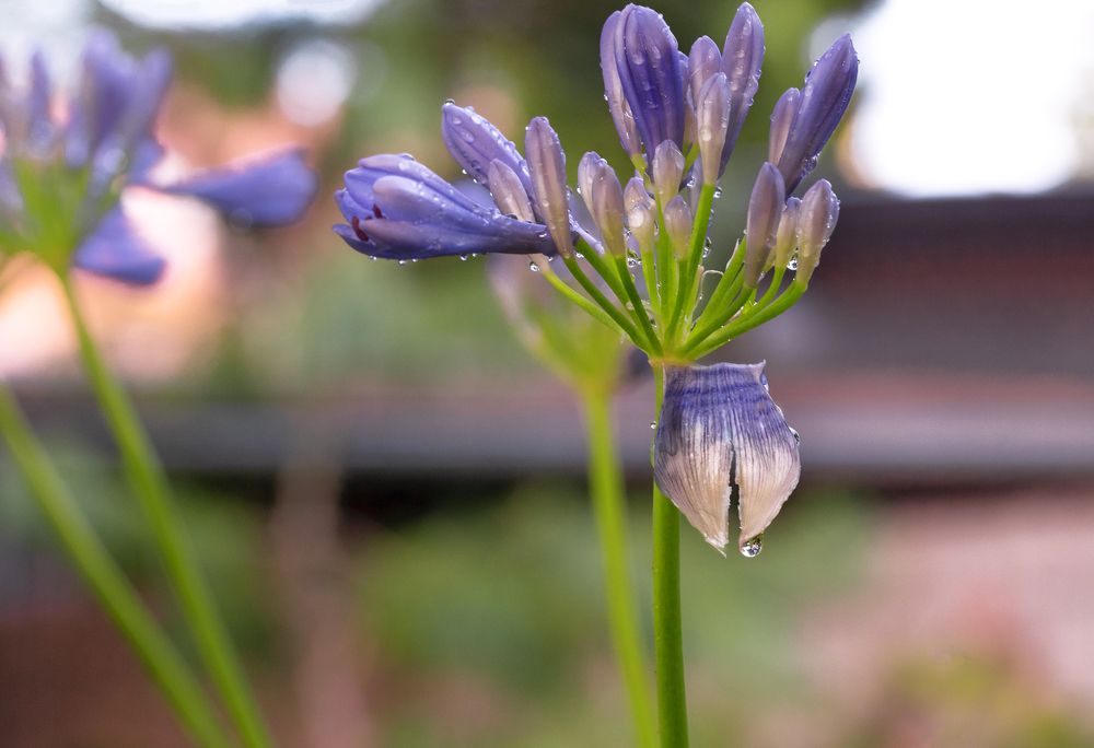 Photograph by Maria Kincse-Boros