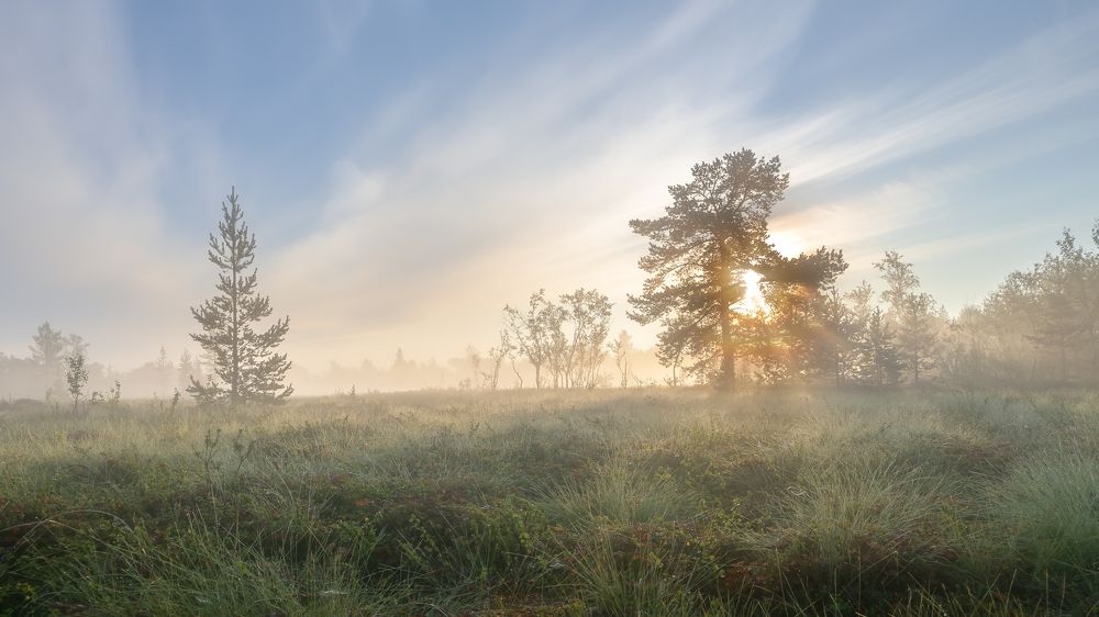 Утренние туманы