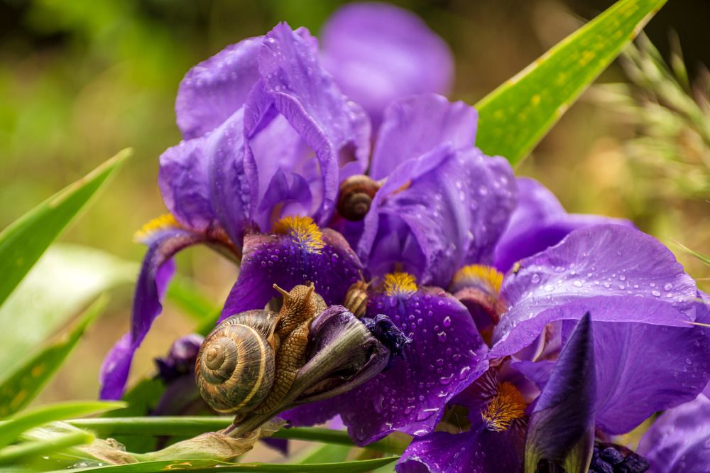 Улитки на ирисе