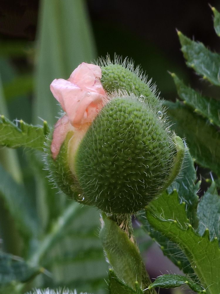 Photograph by Irina Chuprina