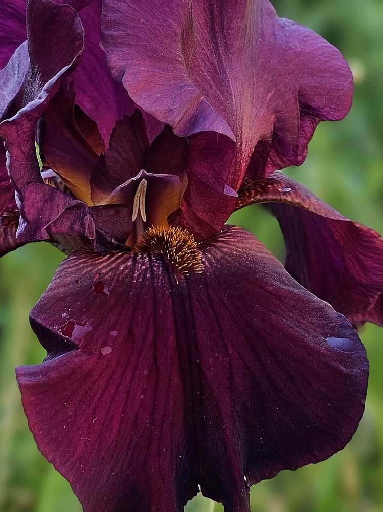 Photograph by Irina Chuprina