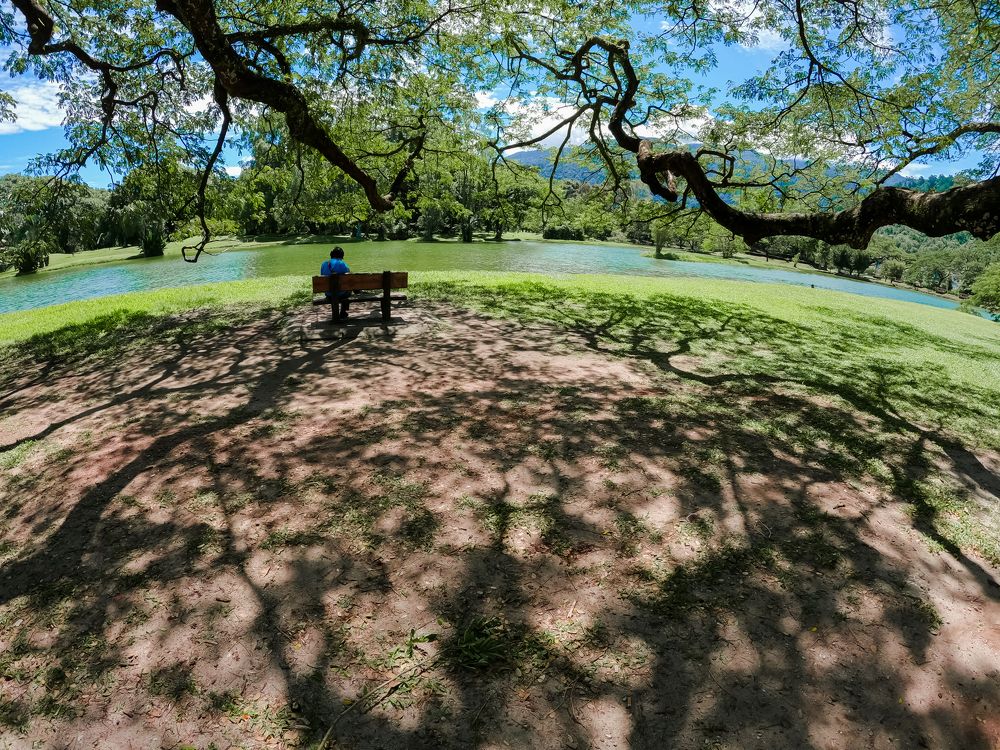 tree shadow carving in Taiping lake park
