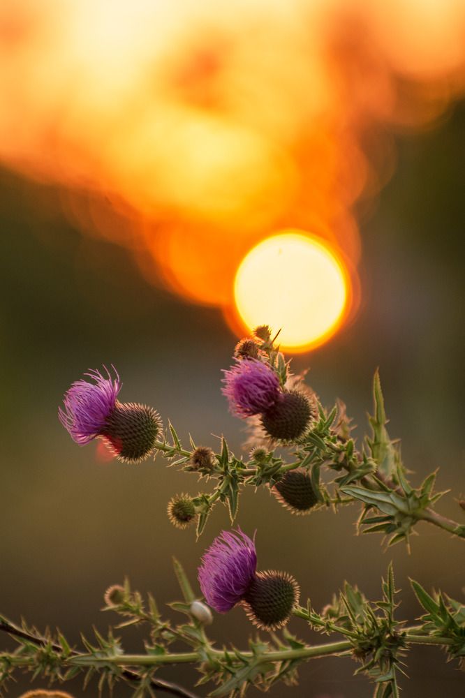 Репейник на закате