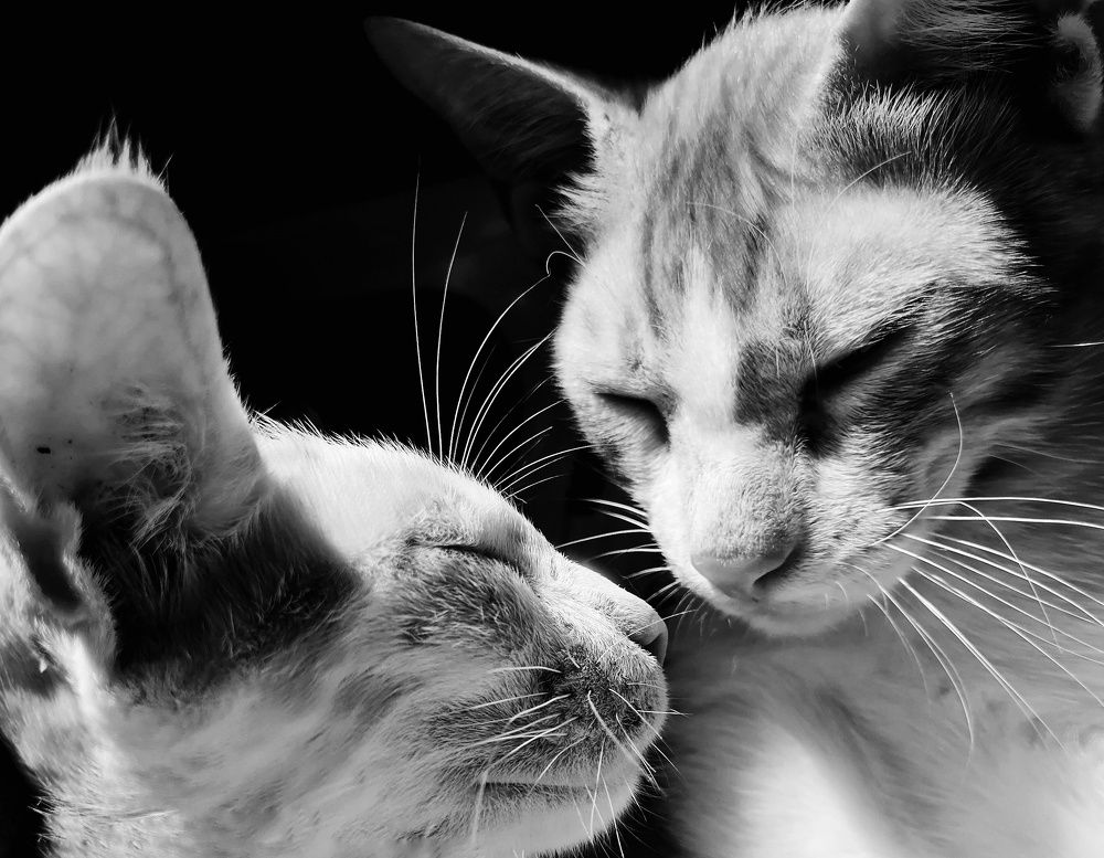 Фотография автора Abhitha