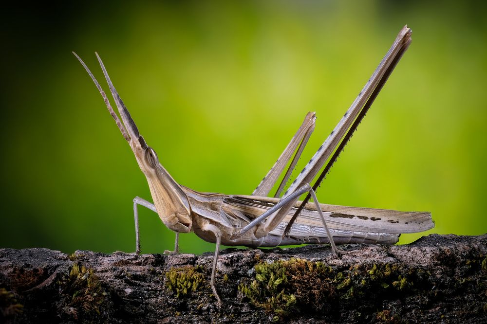 Фотография автора Роман Сергеевич