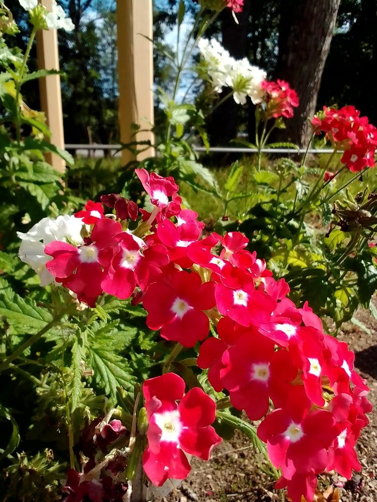 Photograph by Irina Mihailovskaya