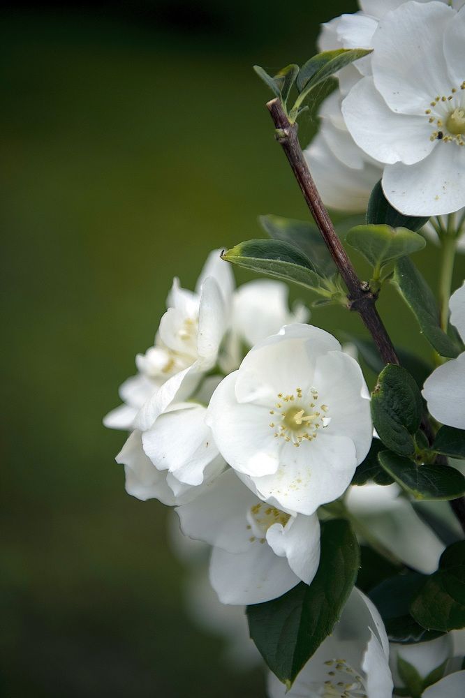 Photograph by Светлана Ермакова