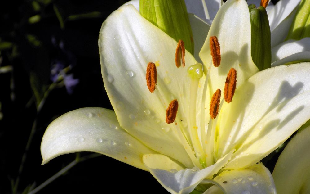 Photograph by Серега Вартман