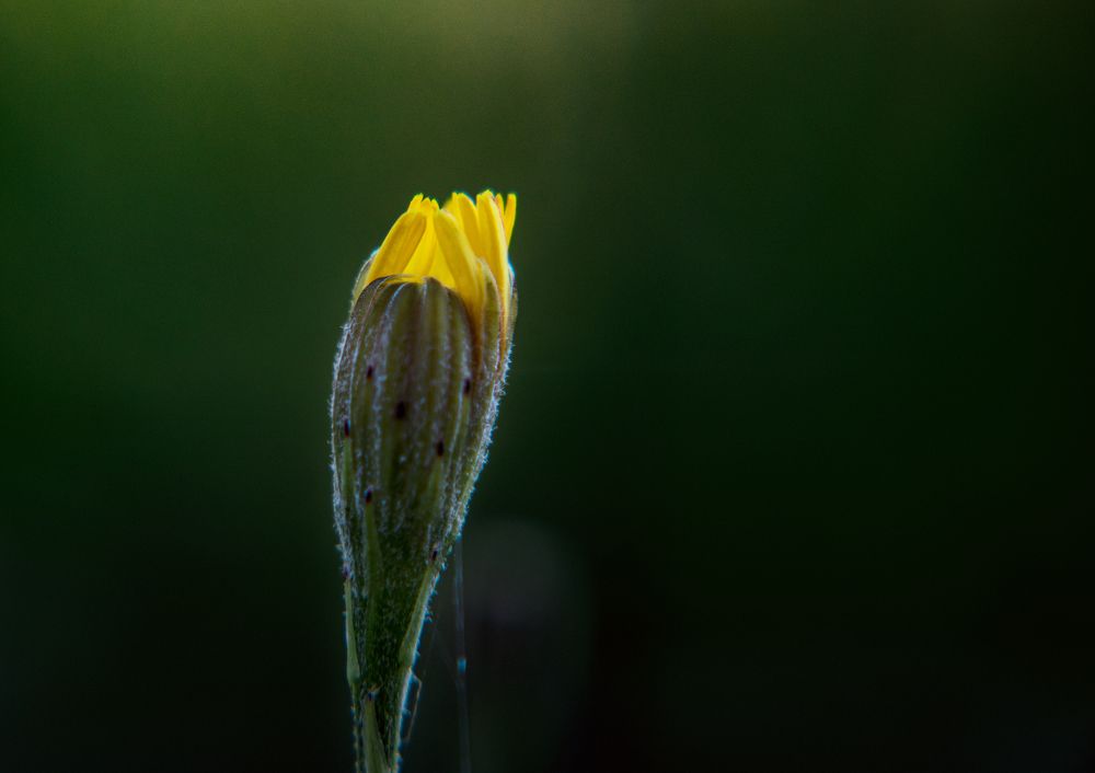 Photograph by Викулов Сергей