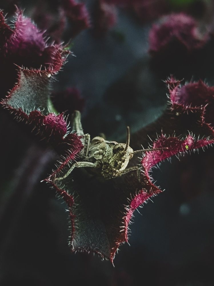 Фотография автора Джаф