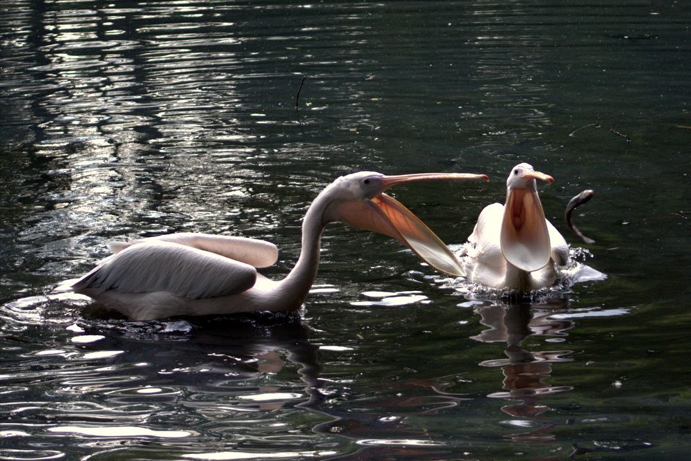 Photograph by Светлана Кравченко