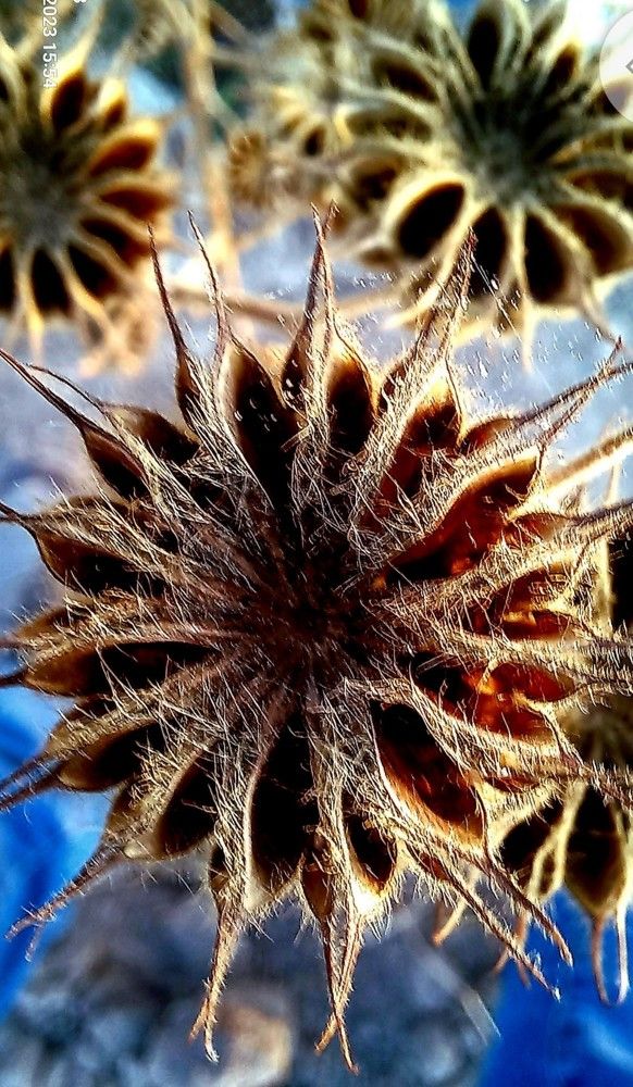 Фотография автора HR ABADEHI