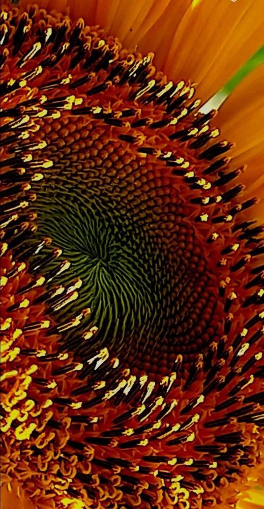 Фотография автора HR ABADEHI