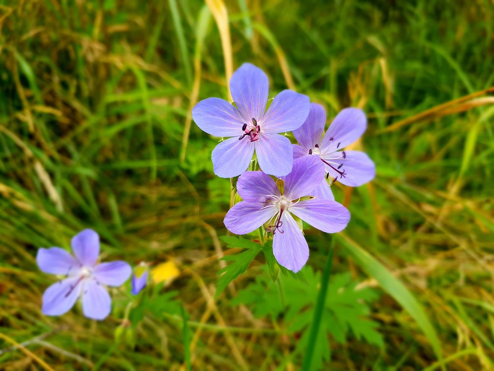 Фотография автора Надежда Лисицына