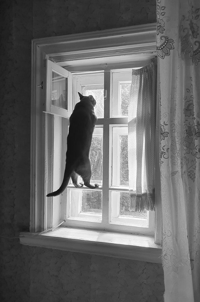 Фотография автора Надежда Лисицына