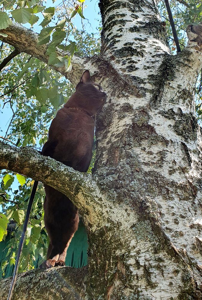 Фотография автора Надежда Лисицына