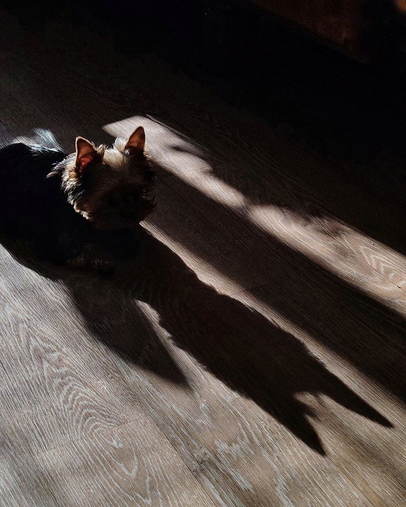 Валли и тень