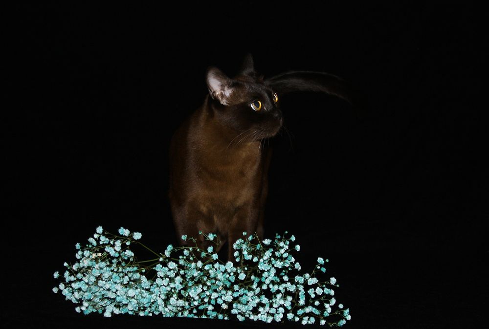 Фотография автора Надежда Лисицына