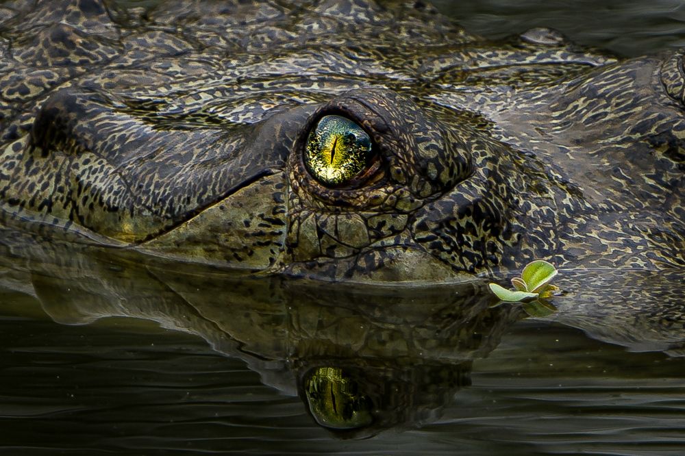 The eyes are watching