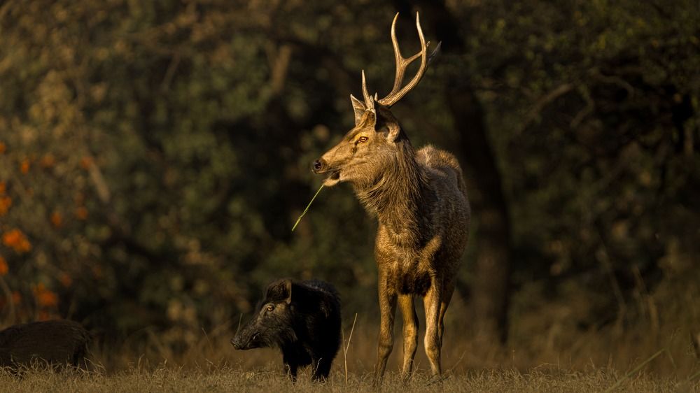 Фотография автора Nirwan Malviya