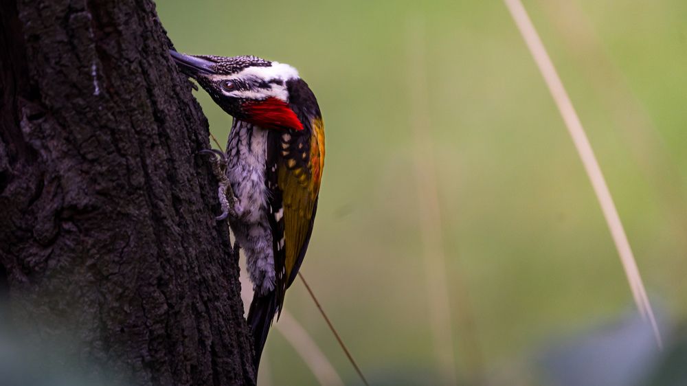 Photograph by Nirwan Malviya