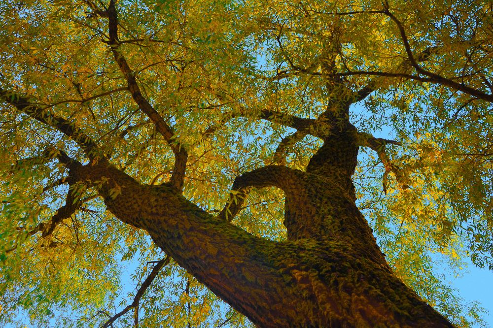 Золотые краски осени.