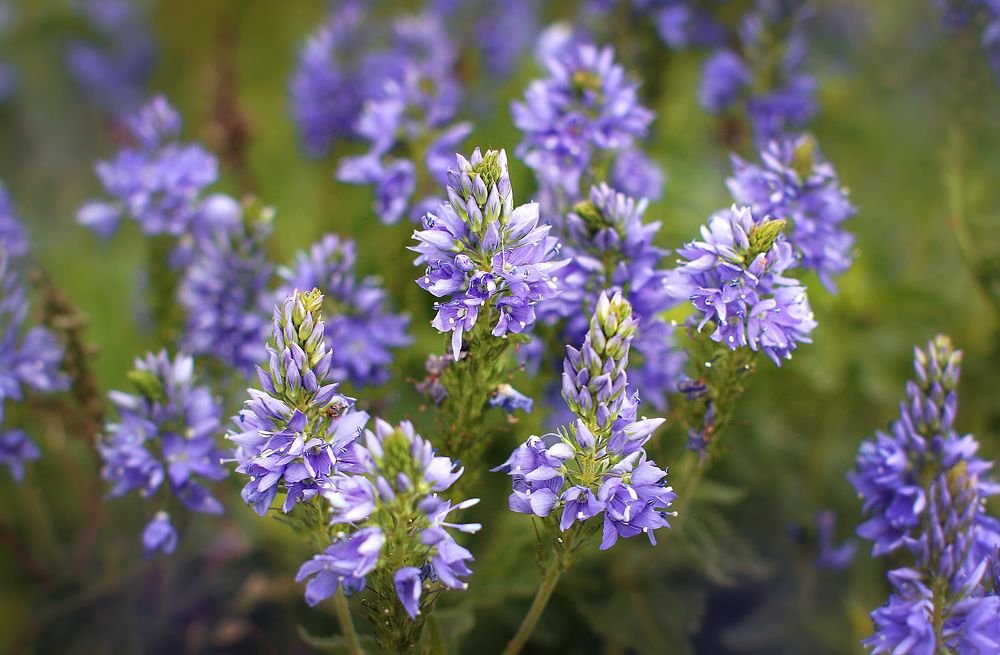 Photograph by Елена Федорова