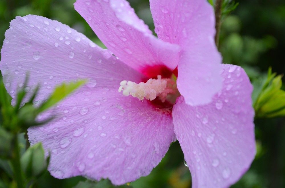 Уренняя свежесть