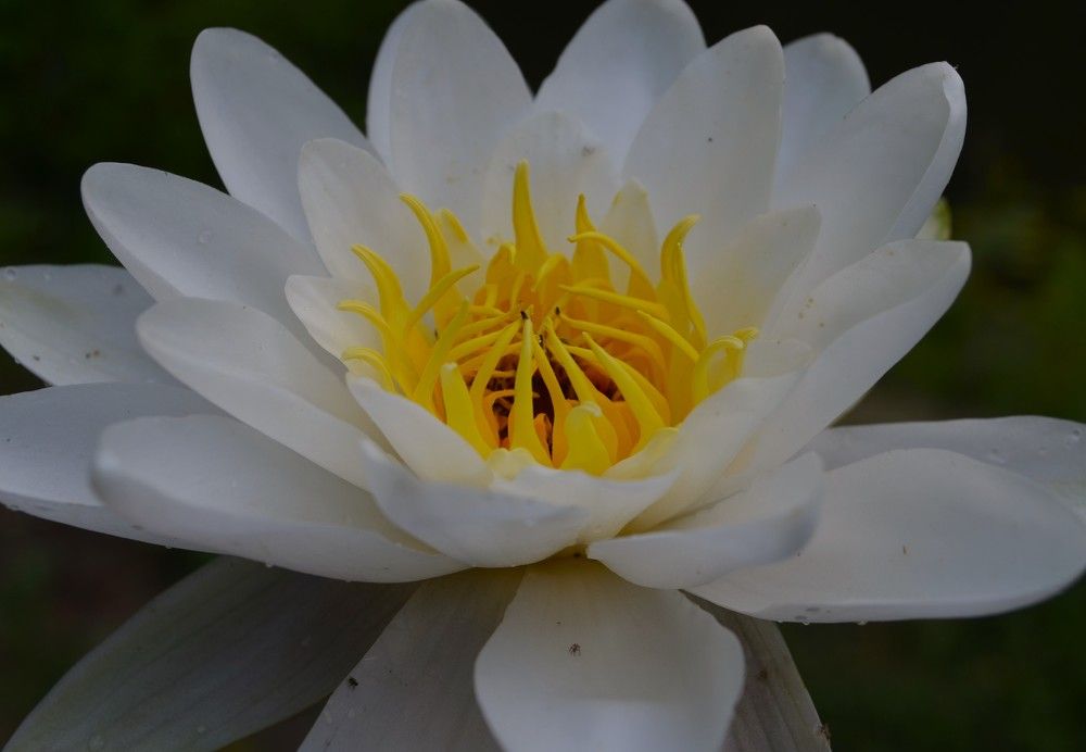 Водная красавица.