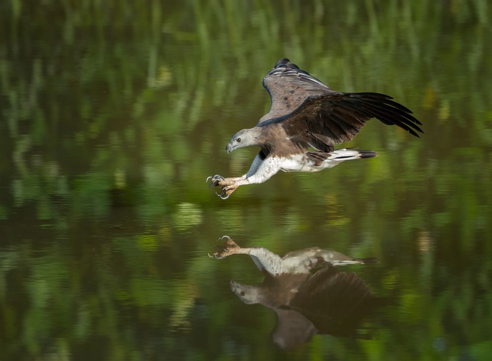 Grey Headed Fish Eagle