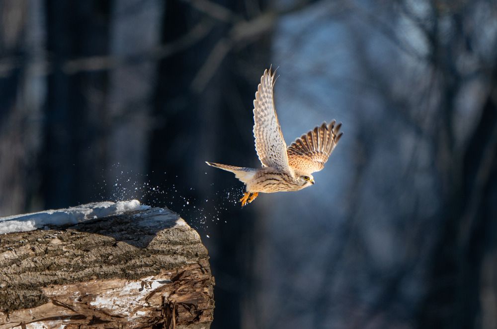 Common Kestrel - Epic take off