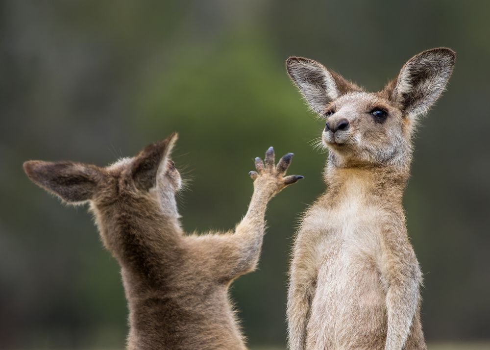 Paw-sitive influence