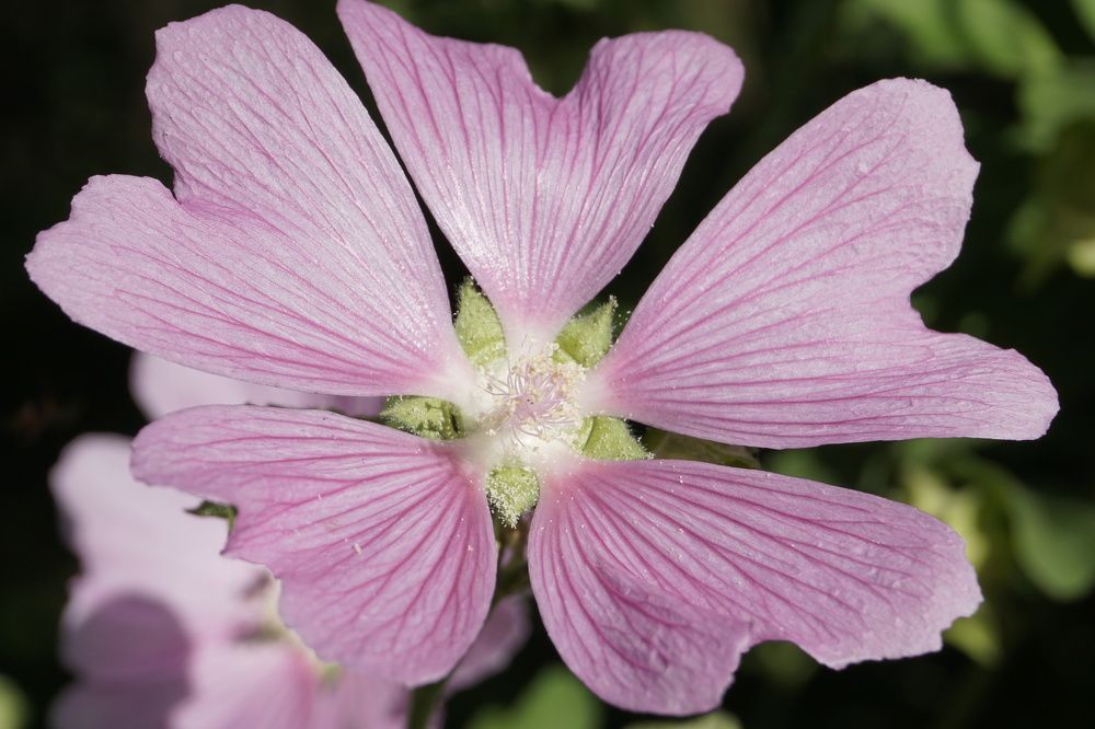 Photograph by Мария Халуторных