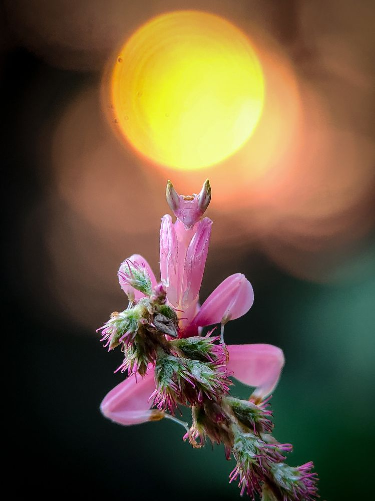 Beautiful Orchid Mantis under Moonlight