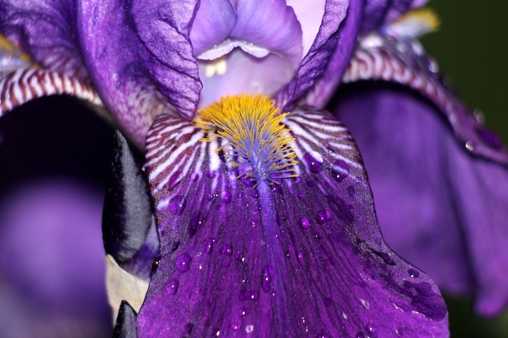 Фотография автора Колосова Елена