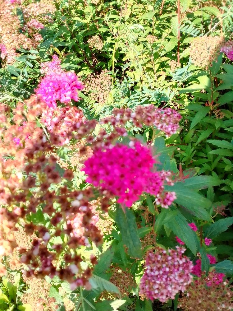 Photograph by Irina Mihailovskaya