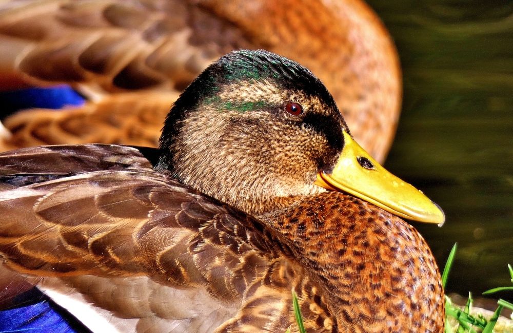 Photograph by backareva irina