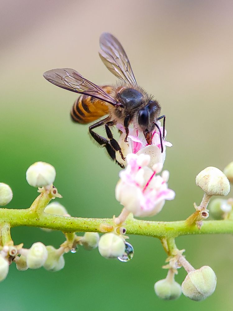 Honey bee with the flower
