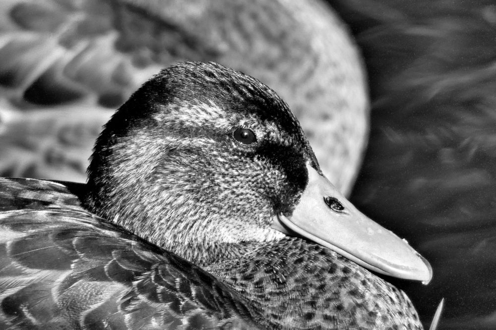 Photograph by backareva irina