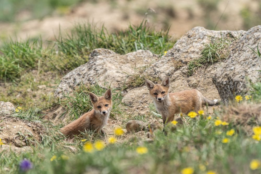 Лисья семейка
