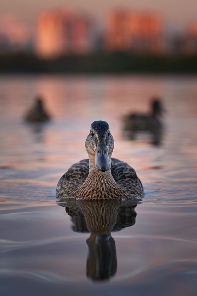 Photograph by Юрий Линевич