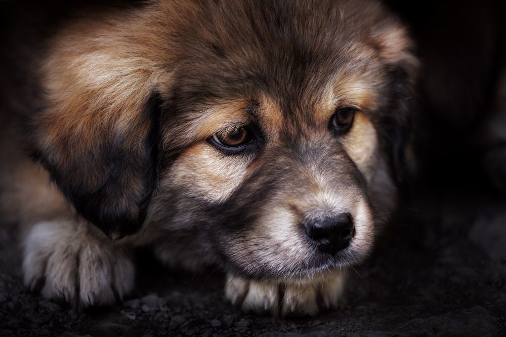 Photograph by Armen  Maitesian