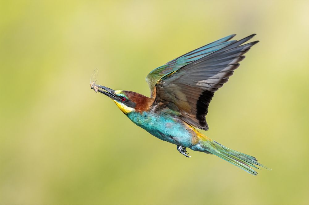 Photograph by Eren Aksoylu