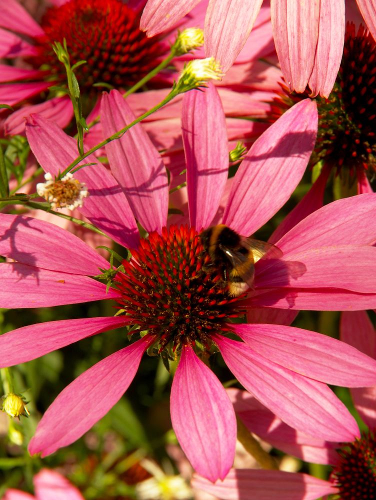 Photograph by Nadezda Sarap