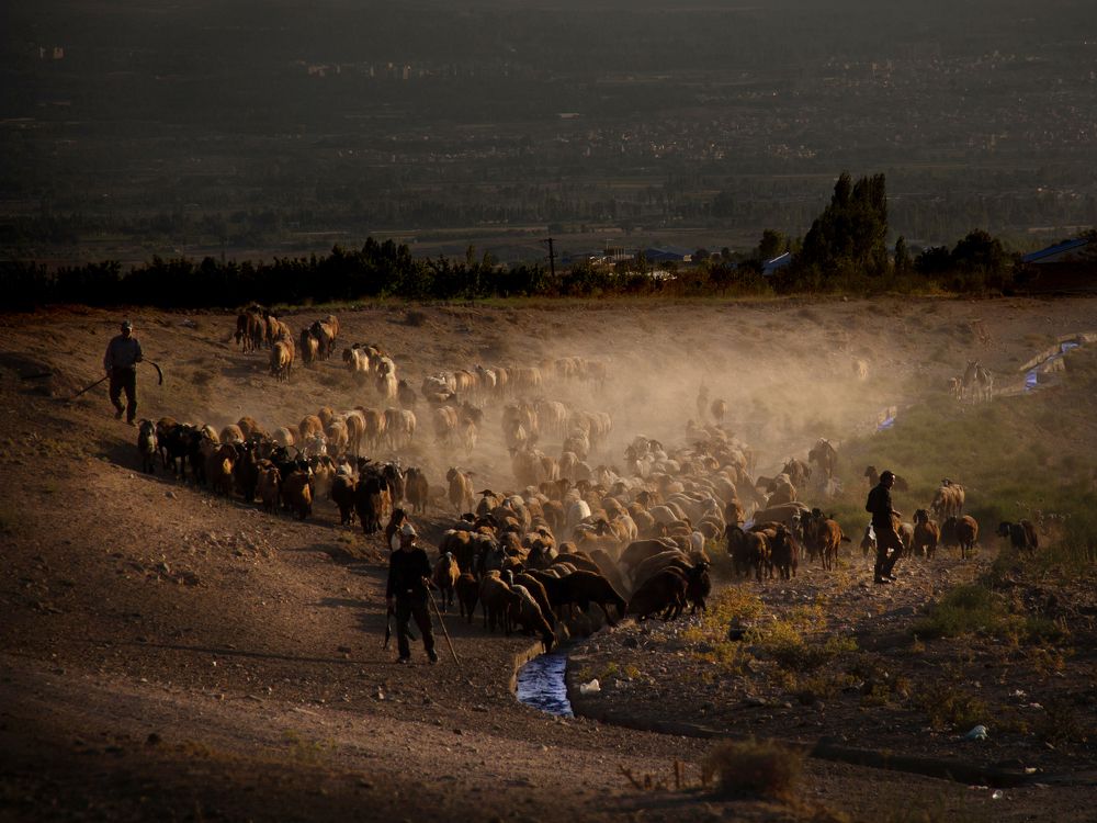 Фотография автора Hosein Davoodi