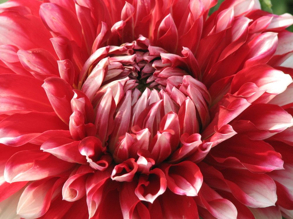 Photograph by SURAJIT SARKAR