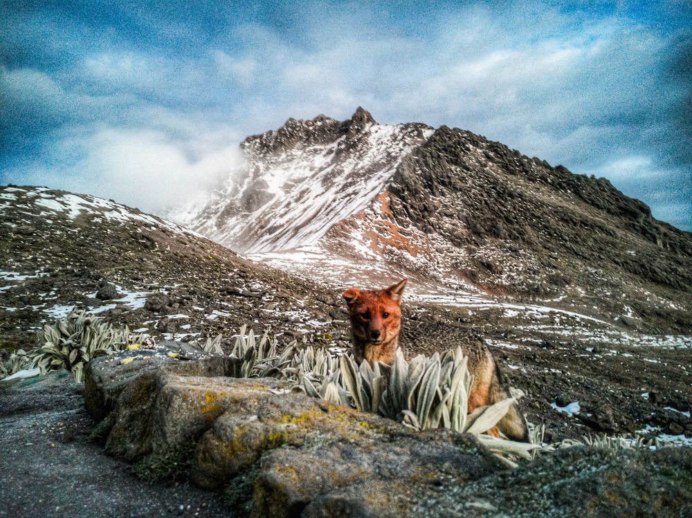 Zorrito curioso en los Ilinizas - Curious little andean fox in the Ilinizas