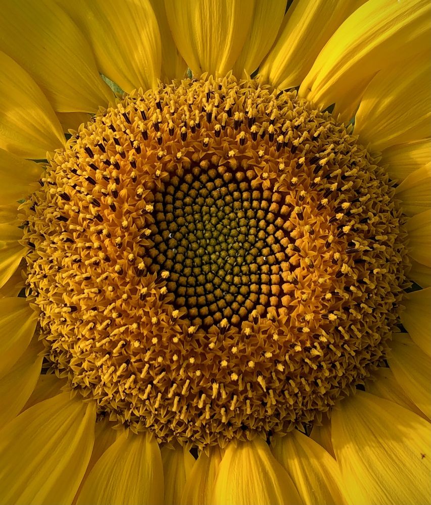 Фотография автора Евгения Елисеева