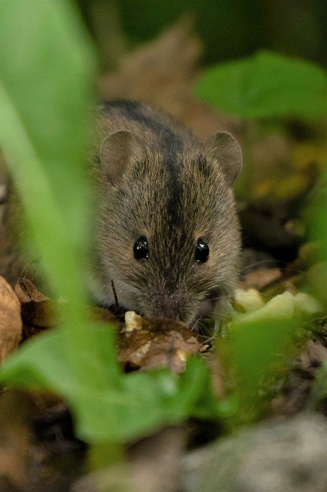 Нам бы ням-ням бы