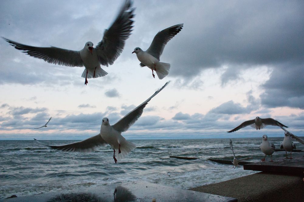 Photograph by Мария Самоловова